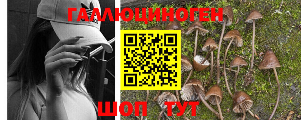 Псилоцибиновые грибы Cubensis Верхняя Салда
